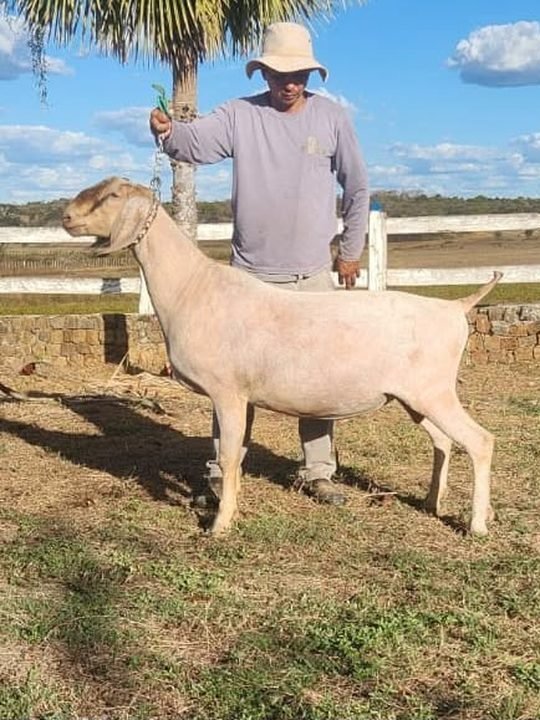 Jorginho 25, reprodutor Anglo-Nubiana da Fazenda Campinas
